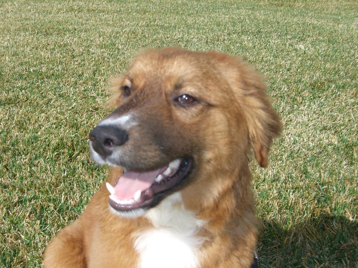 Temecula Dog Trainer Donates Dog and Training
